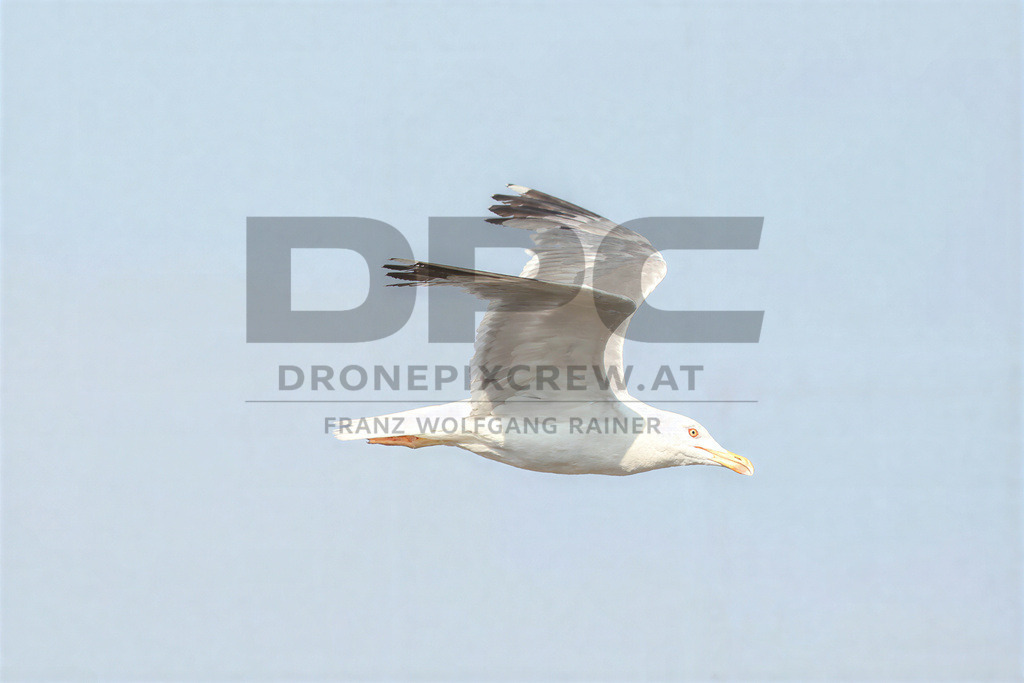 Yellow-legged Gull (Larus michahellis) | Yellow-legged Gull (Larus michahellis), a large gull species commonly found along Mediterranean coasts, rocky shorelines, harbours and coastal areas. - Realisiert mit Pictrs.com