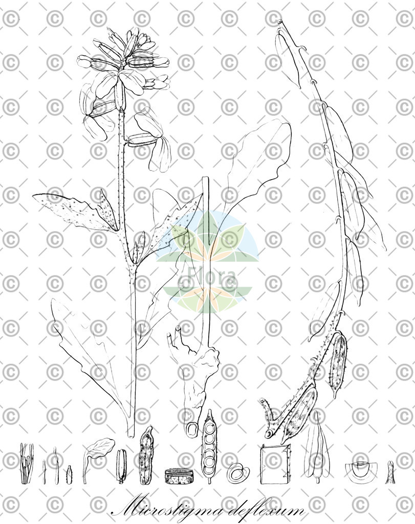 HistAbb_5SJ4_1_ENZY_Simple | Historische Abbildung von Microstigma deflexum - Brassicaceae | Historical Illustration of Microstigma deflexum - Brassicaceae