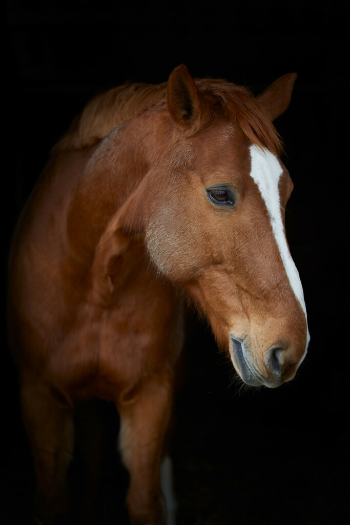 2020_02_23 Basadingen 30 | Peter Fridle Fotografie - Realisiert mit Pictrs.com