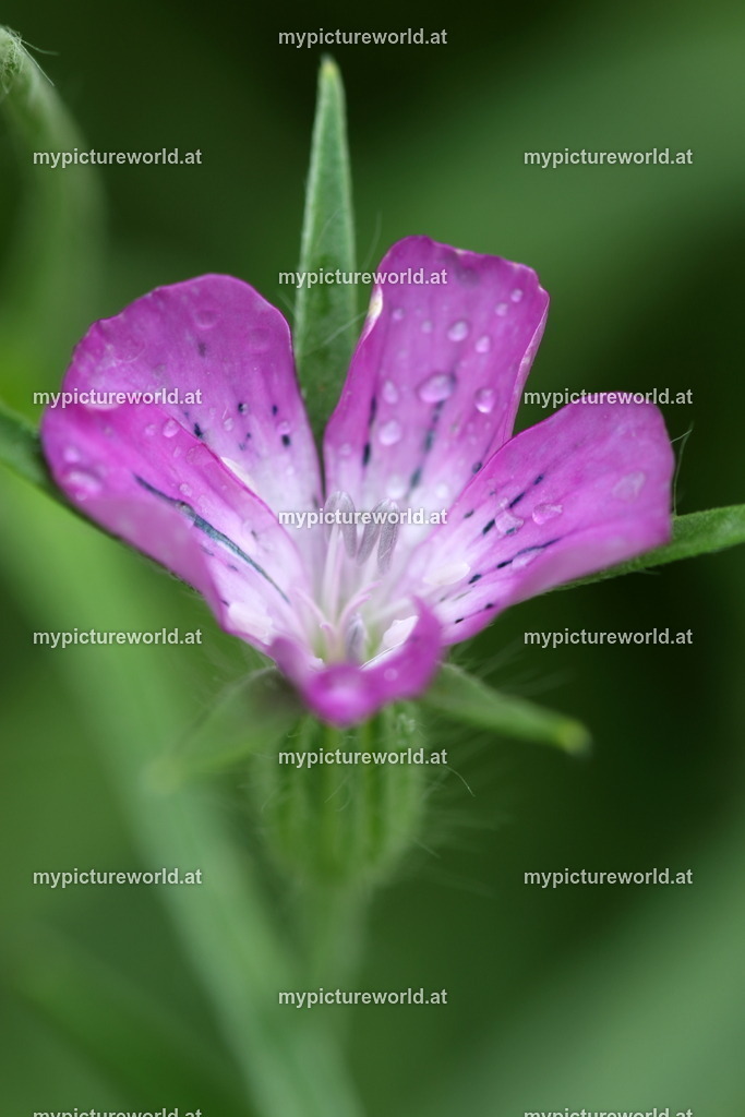 Kornrade-002 | Das Bilderarchiv über Tiere, Planzen und Landschaften. In der Bilddatenbank finden Sie ein große Auswahl an hochwertigen Bilder für Ihre Werbung - Realized with Pictrs.com