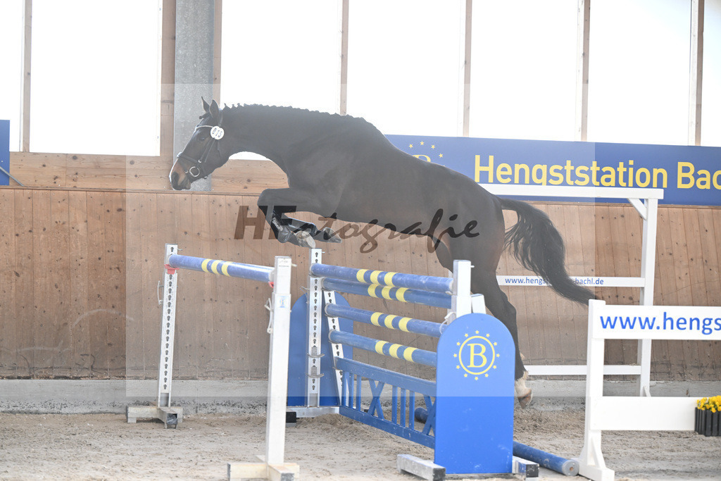 Kat-Nr. 15 Octopus v. Ostinato XX_Bray_14261893 | hf-fotografie - Realisiert mit Pictrs.com