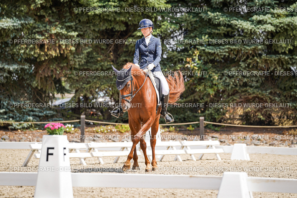 DSC01031 | Pferdegrafie