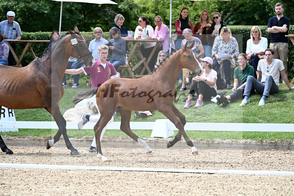 Kat-Nr. 22 Va Bene x Lord Sinclair I_HF_Spurgat_29250733 | hf-fotografie - Realizzato con Pictrs.com