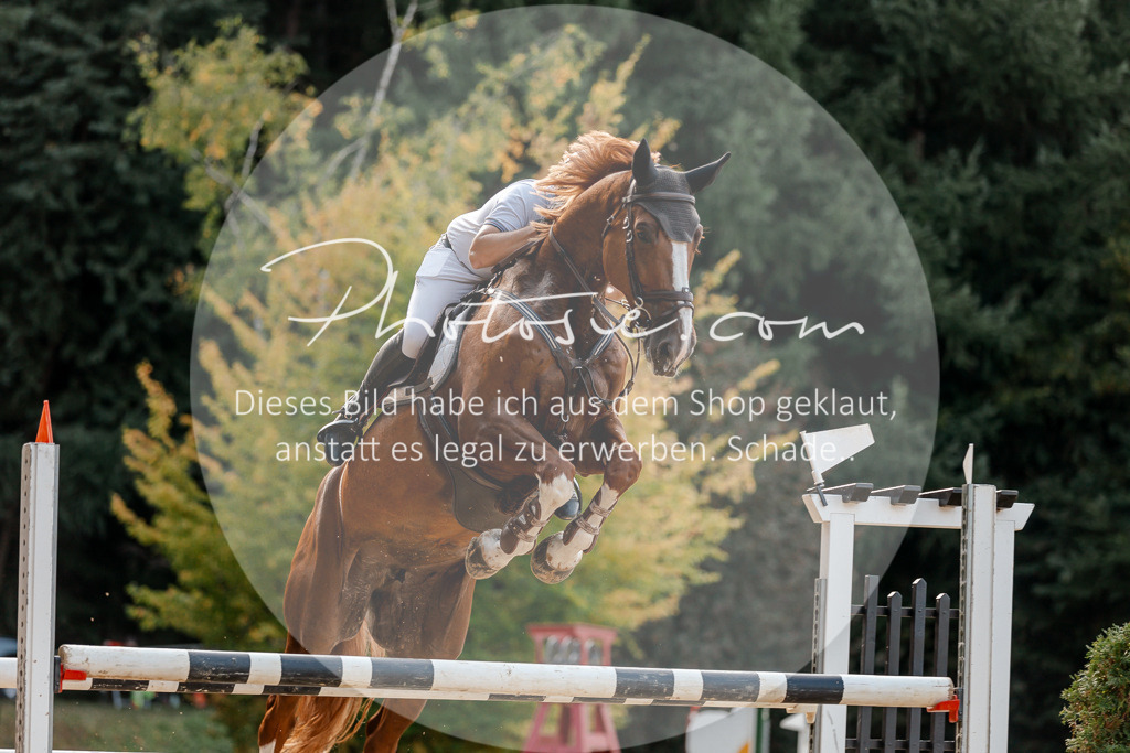 3I6A5168 | Stimmungsvolle Portraits und Reitsportfotografie im Ruhrgebiet und im Münsterland.

Pferdefotografie, Hundefotografie, Tierfotografie, Reportagen, Portraits von Tier und Mensch, Turnierfotografie in Bochum, Recklinghausen, Marl, Haltern am See, Dülmen.. - Realisiert mit Pictrs.com