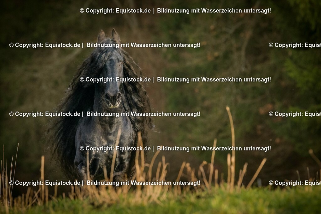 20151205_TOMsPiC_0341 | equistock