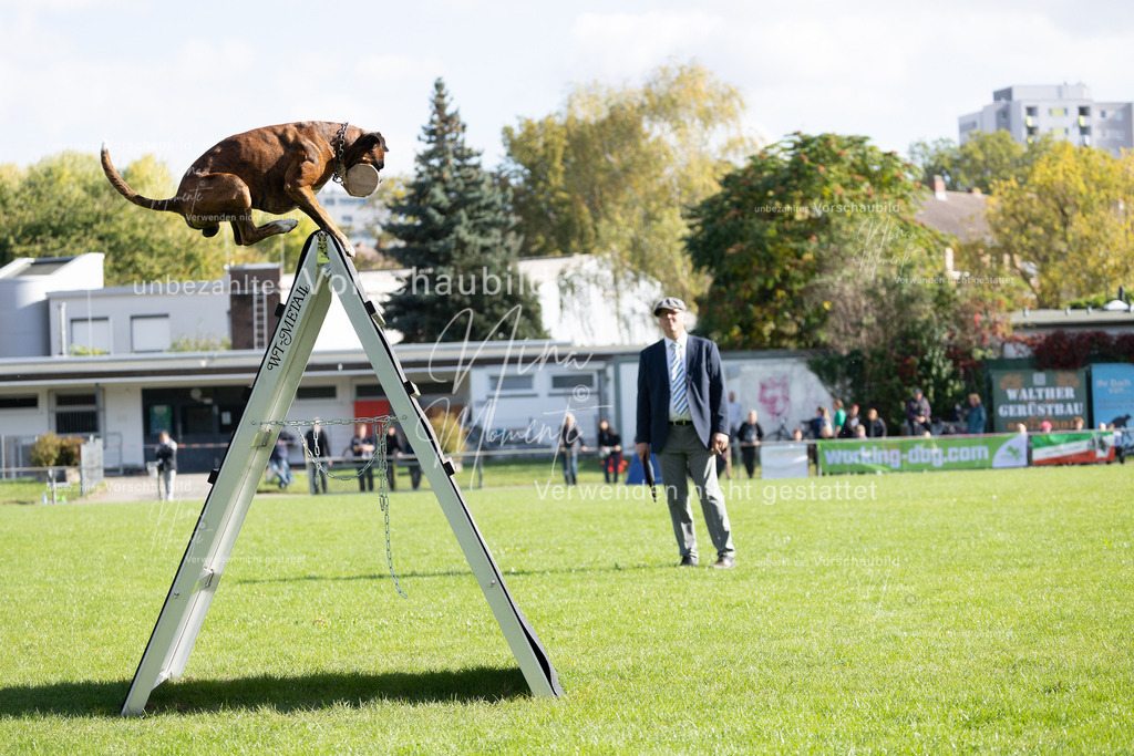 _16A5276 | Einzigartige Fotos von Hunden & Menschen –Actionfotos, Portraits, Vereinsaufnahmen & Paarshootings – authentisch, lebendig & mit Herz.