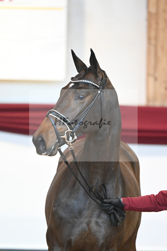 Kat-Nr. 16 v. De Beau_Schult_66220221 | hf-fotografie - Realisiert mit Pictrs.com