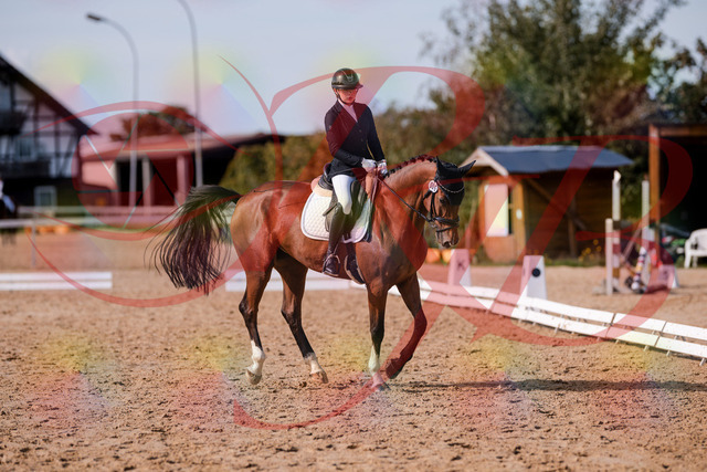 2026_10_03_Siefer-Hof_131846_Z81_66418782 | Professionelle Reitsport-, Turnier- und Eventfotografie von Robert Broda. Galerien mit ausgewählten und bearbeiteten Bildern direkt online ansehen und bestellen.