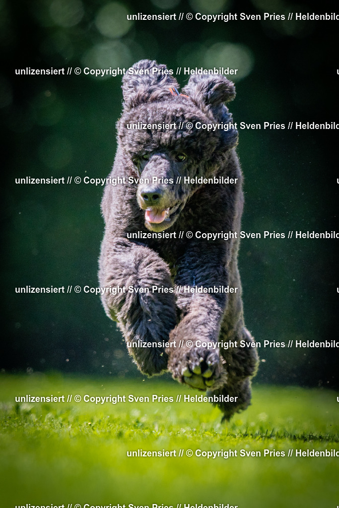 Sven Pries | 2025-08-10 - Hunderennen Durlach - Realisiert mit Pictrs.com