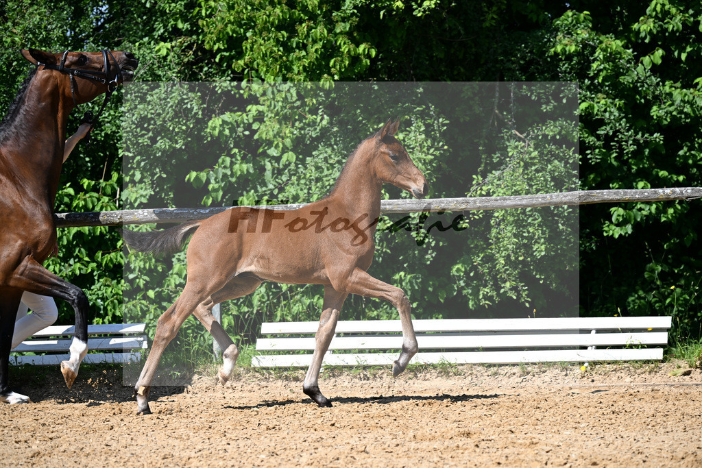 Kat-Nr. 7 Sane x Destano_HF_Knoll_16250151 | hf-fotografie - Realizzato con Pictrs.com