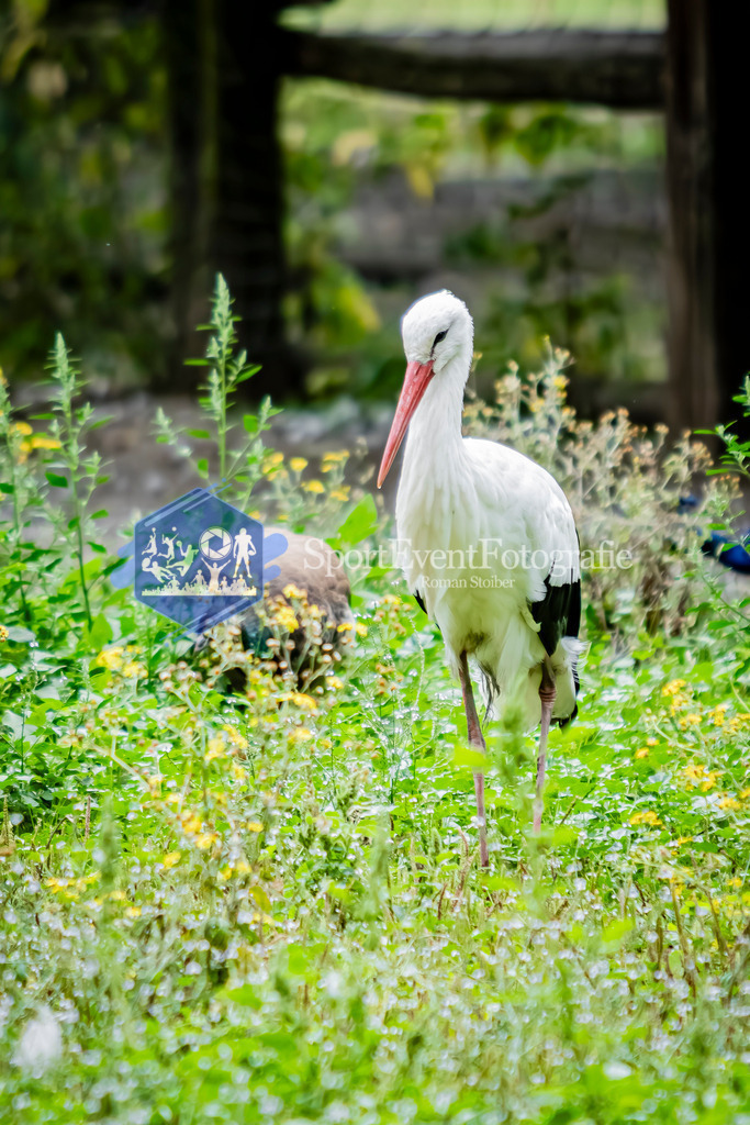 IMG_2809 | SportEventFotografie - Roman Stoiber