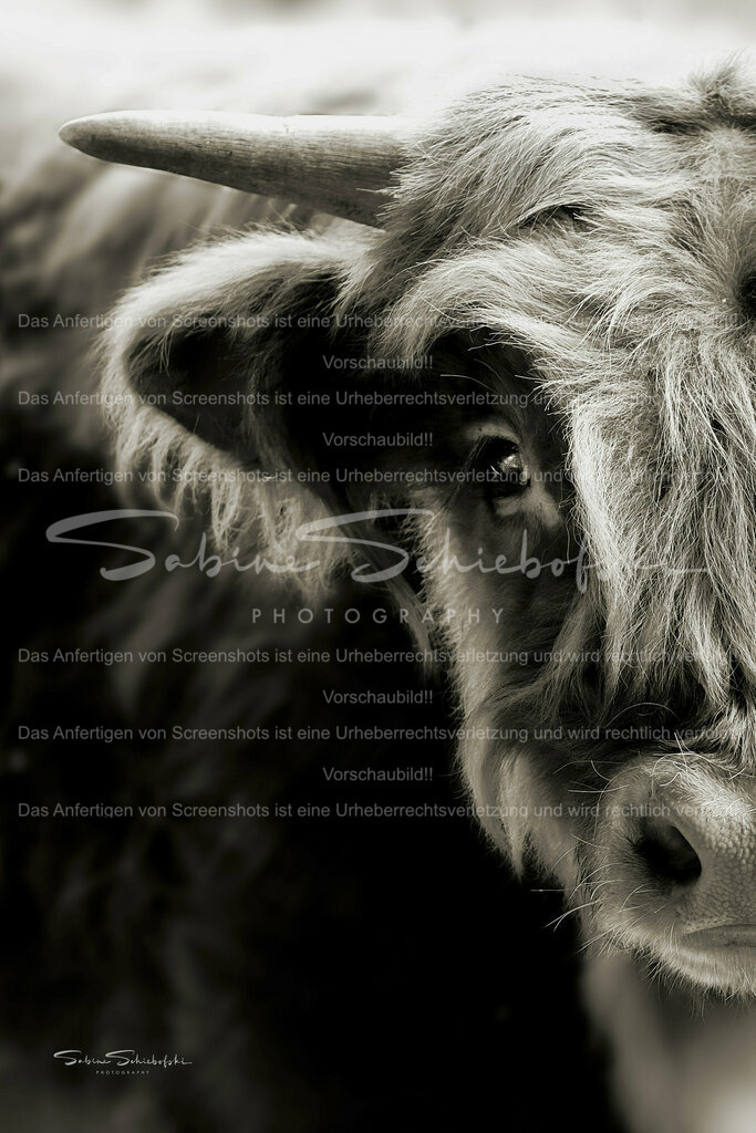 Highland Kälbchen (warm Ton) | People- und Tierfotografie, Imageaufnahmen, Veranstaltungsfotografie und Wandbilder aus der Natur ★ Made in Germany ✔️ Druck + Downloads ✔️ Naturfotografie in Top Qualität ★ schneller Versand, weltweite Lieferung! - Realisiert mit Pictrs.com