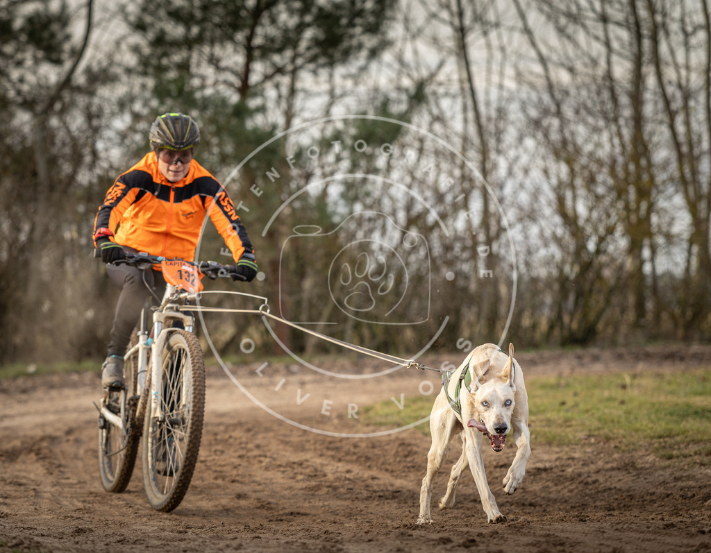 Pfotenfotografie_DV3A8260 | Hundefotografie, Tierfotograf, Pfotenfotografie, Fotoshooting Hund, Hunde Portrait, Hundesport, Hundeportraits, Heideshooting, Hunde, Sportfotograf, Hundefotograf, Turnierhundsport, THS,  - Realisiert mit Pictrs.com