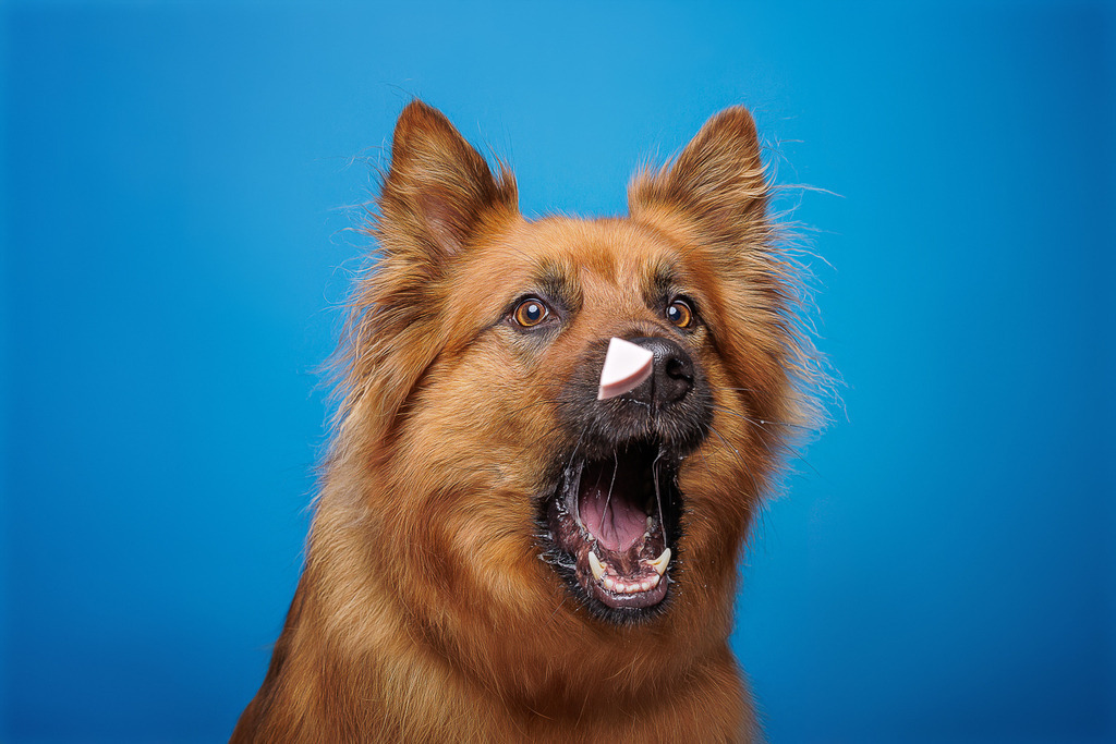 Nickbest-Hundefotografie Bremen Leckerli fangen Fotoshooting | Dein Hund! Dein Moment! Deine Erinnerungen! Hundefotografie in Bremen Blumenthal. Ich fange die besonderen Momente deines Vierbeiners ein – ob Indoor mit Blitzanlage oder in der freien Natur. Sicher dir dein Moment und dein Termin für eure Erinnerungen.