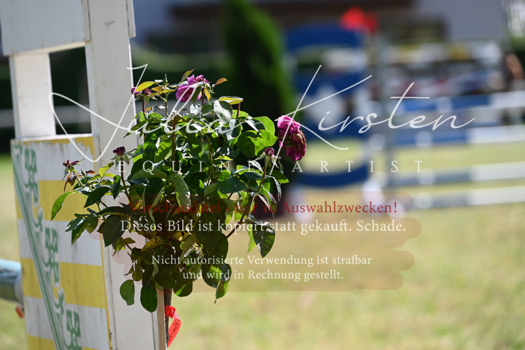 DSC_1754 | Pferde- und Turnierfotografie in Westsachsen. Pferdeportraits, Auftragszeichnungen und intuitive Kunst.