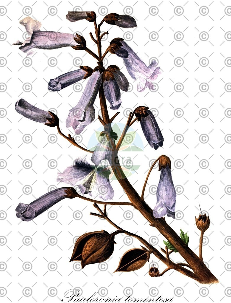 HistAbb_wfo-0000265082_1_ENZY_Simple | Historische Abbildung von Paulownia tomentosa - Paulowniaceae | Historical Illustration of Paulownia tomentosa - Paulowniaceae (foxglove-tree;empress-tree;princess-tree;royal paulownia)