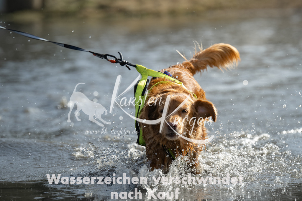 1146_ZZ96358-4 | kk-dogfotos