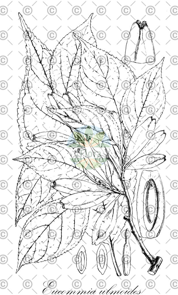 HistAbb_wfo-0000956200_1_ENZY_Simple | Historische Abbildung von Eucommia ulmoides - Eucommiaceae (Gutta Percha Baum) | Historical Illustration of Eucommia ulmoides - Eucommiaceae