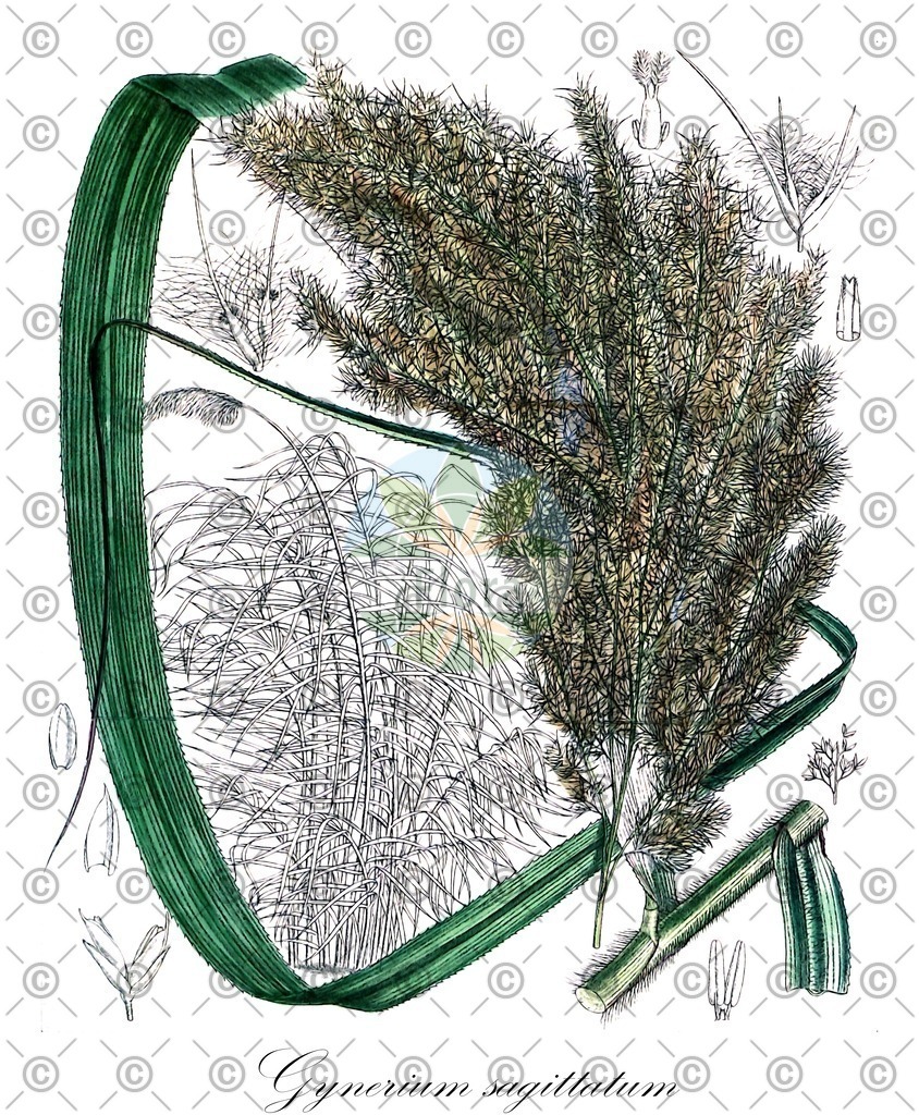 HistAbb_wfo-0000433662_1_ENZY_Simple | Historische Abbildung von Gynerium sagittatum - Poaceae | Historical Illustration of Gynerium sagittatum - Poaceae