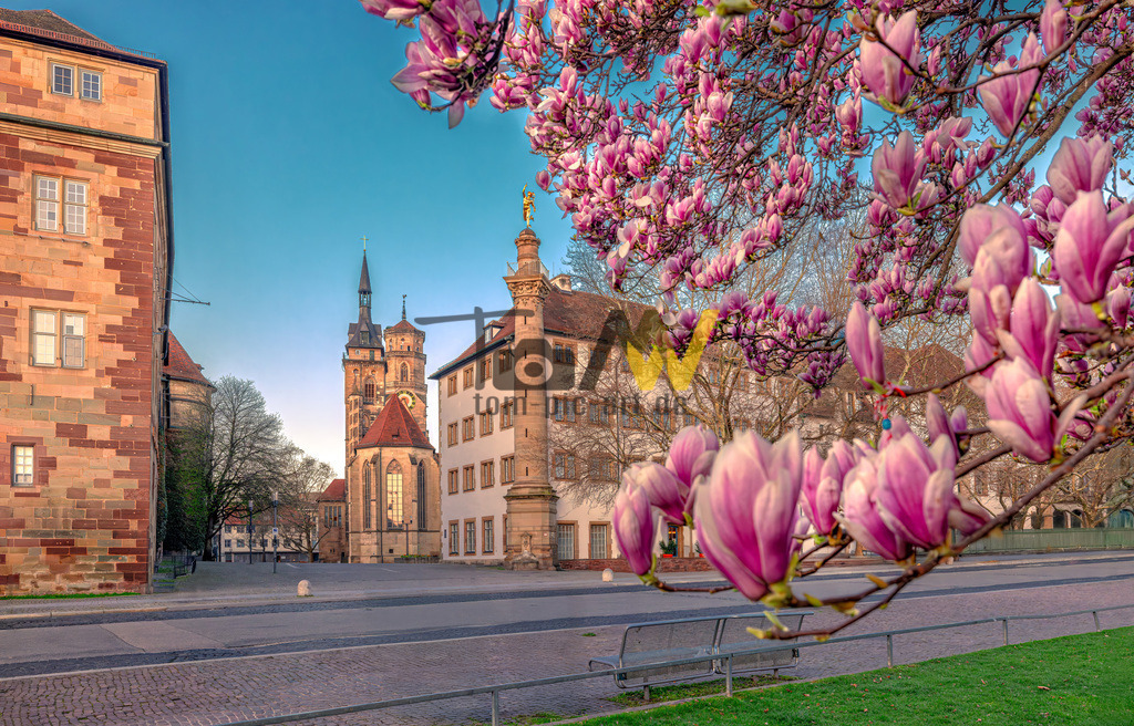 Rosarote Magnolienblüten vor der Stiftskirche----Stuttgart | Pink leuchtete Magnolienblüten und im Hintergrund das bekannte Wahrzeichen - die Stiftkirche - von Stuttgart. - Realisiert mit Pictrs.com