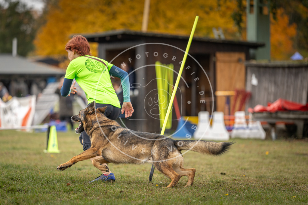 Pfotenfotografie_DV3A6725 | Hundefotografie, Tierfotograf, Pfotenfotografie, Fotoshooting Hund, Hunde Portrait, Hundesport, Hundeportraits, Heideshooting, Hunde, Sportfotograf, Hundefotograf, Turnierhundsport, THS,  - Realisiert mit Pictrs.com