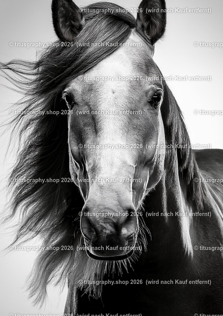 Pferd 023 | titusgraphy-shop: Geschenkideen mit Qualitätsfotos. titusgraphy-shop: gift ideas with quality photos. titusgraphy-shop: idées cadeaux avec photos de qualité.  - Realisiert mit Pictrs.com