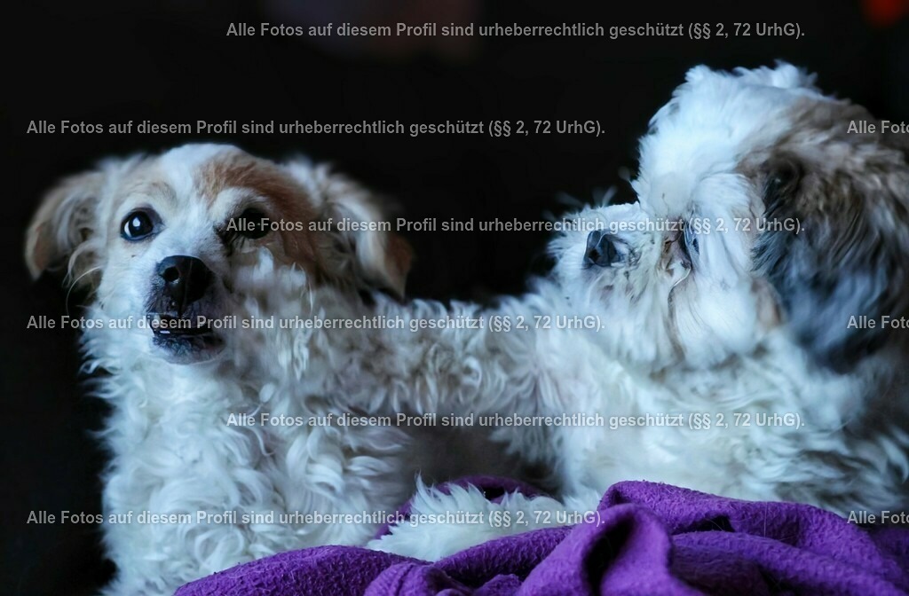 20240301173418_0C4A2102_3-01_2 | krollfotografie - Realisiert mit Pictrs.com