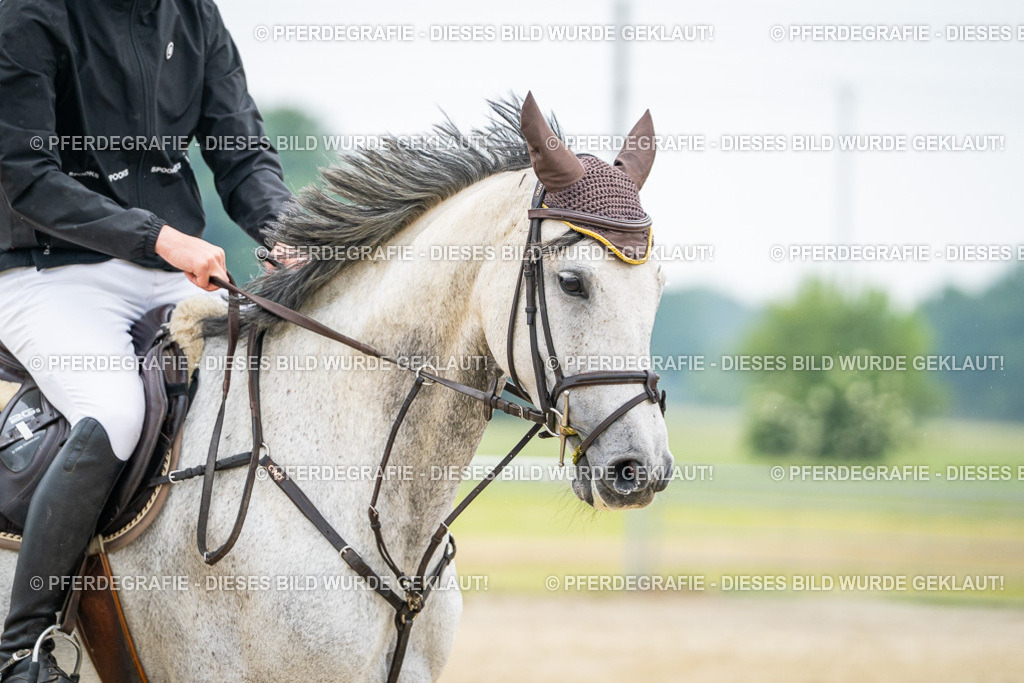 DSC00528 | Pferdegrafie