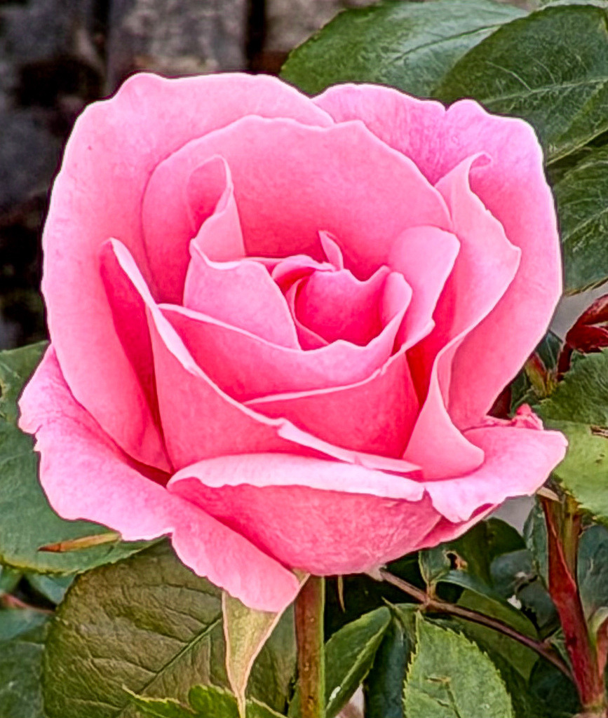 Pink Rose Elegance | Soft pink rose close-up with elegant petals, delicate textures and romantic botanical details.Explore more artistic floral photography and botanical close-ups in the full gallery - Realisiert mit Pictrs.com