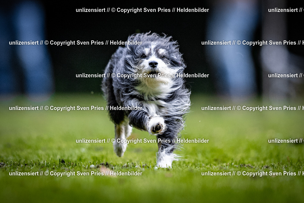 Sven Pries | 2025-10-03 - Hunderennen Obergrombach - Realisiert mit Pictrs.com