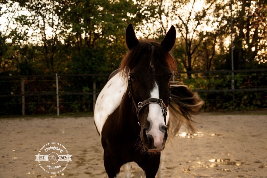 Lieblingsbilder_Photoboo_1 | Pferde- und Hundefotografie in Köln und Umgebung von Vanessza Csuka - Realisiert mit Pictrs.com