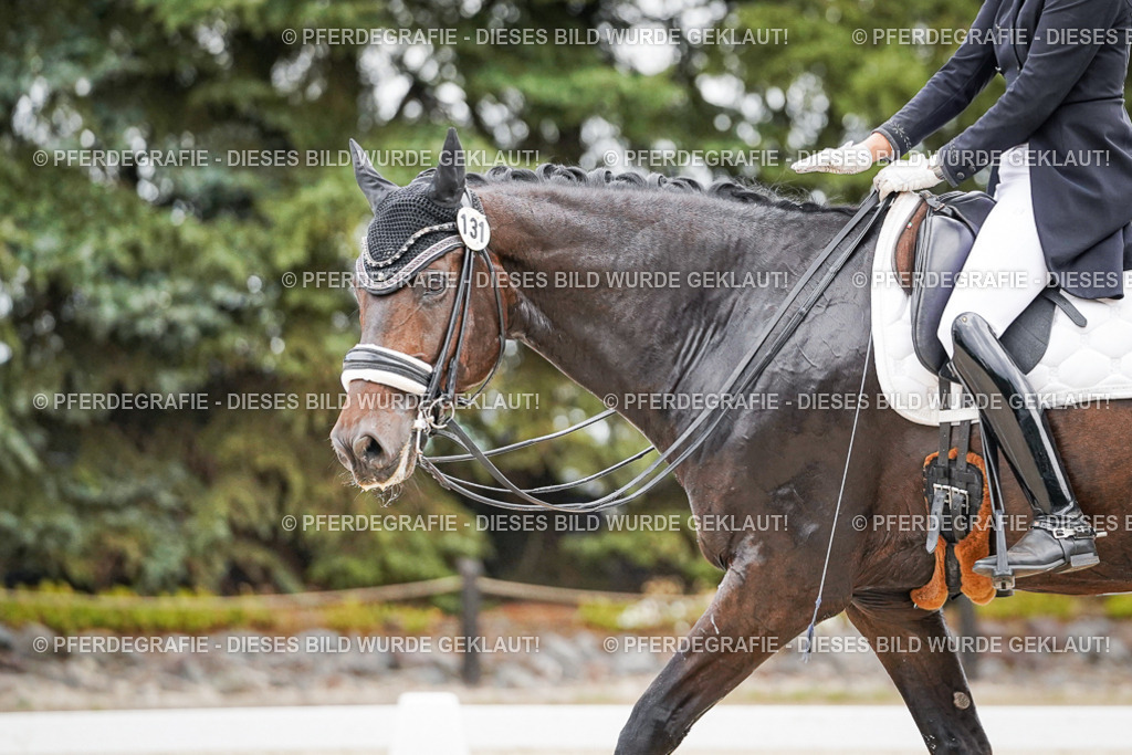 DSC06839 | Pferdegrafie