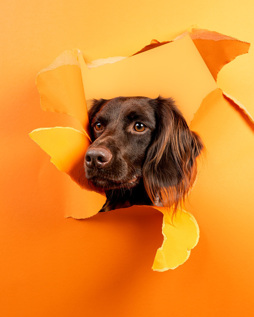 allesWIRTHgut Tierfotografie - 7IV03313 | Professionelle Tierfotografie in Mönchengladbach von Daniel Wirth (allesWIRTHgut). Liebevolle & natürliche Bilder von Hunden & Katzen für unvergessliche Erinnerungen.