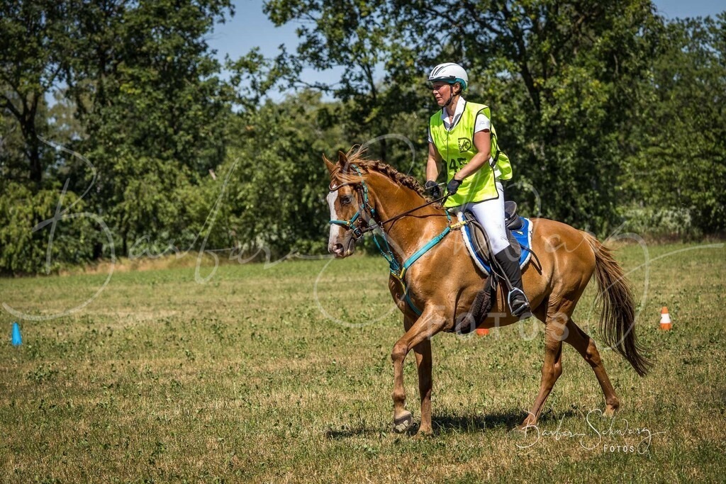 CJP_2026-06-26_81 | Stimmungsvolle Fotografie von Pferden, fotografische Begleitung von Veranstaltungen, Golfturnieren und Distanzritten - Realisiert mit Pictrs.com