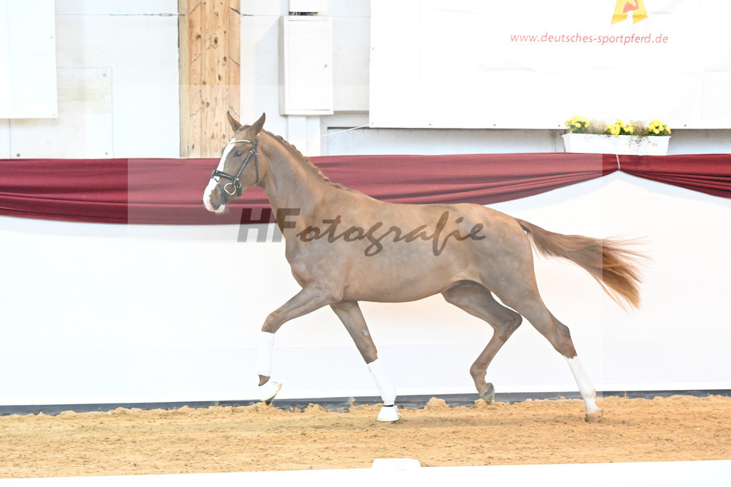 Kat-Nr. 5 v. Benicio_Wille_66221647 | hf-fotografie - Realisiert mit Pictrs.com