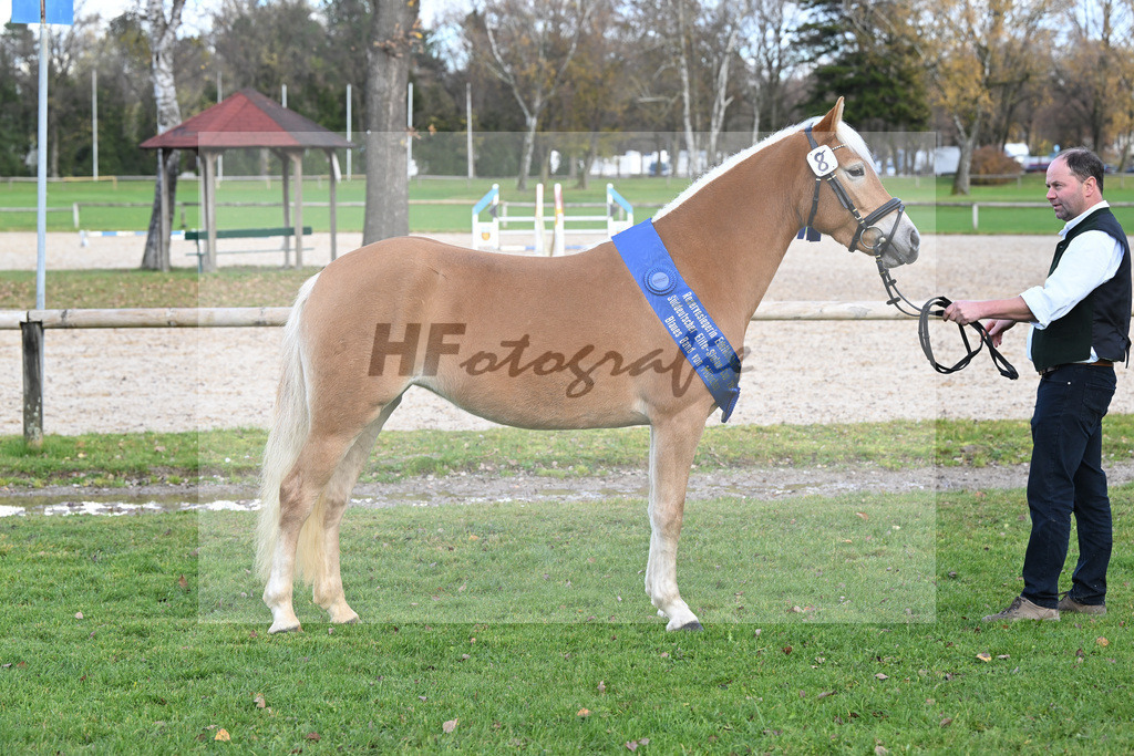 Kat-Nr. 8 Finja v. Barios_Felsl_60221398 | hf-fotografie - Realisiert mit Pictrs.com