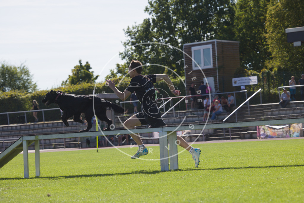 0L8A8013 | Hundefotografie, Tierfotograf, Pfotenfotografie, Fotoshooting Hund, Hunde Portrait, Hundesport, Hundeportraits, Heideshooting, Hunde, Sportfotograf, Hundefotograf, Turnierhundsport, THS,  - Realisiert mit Pictrs.com