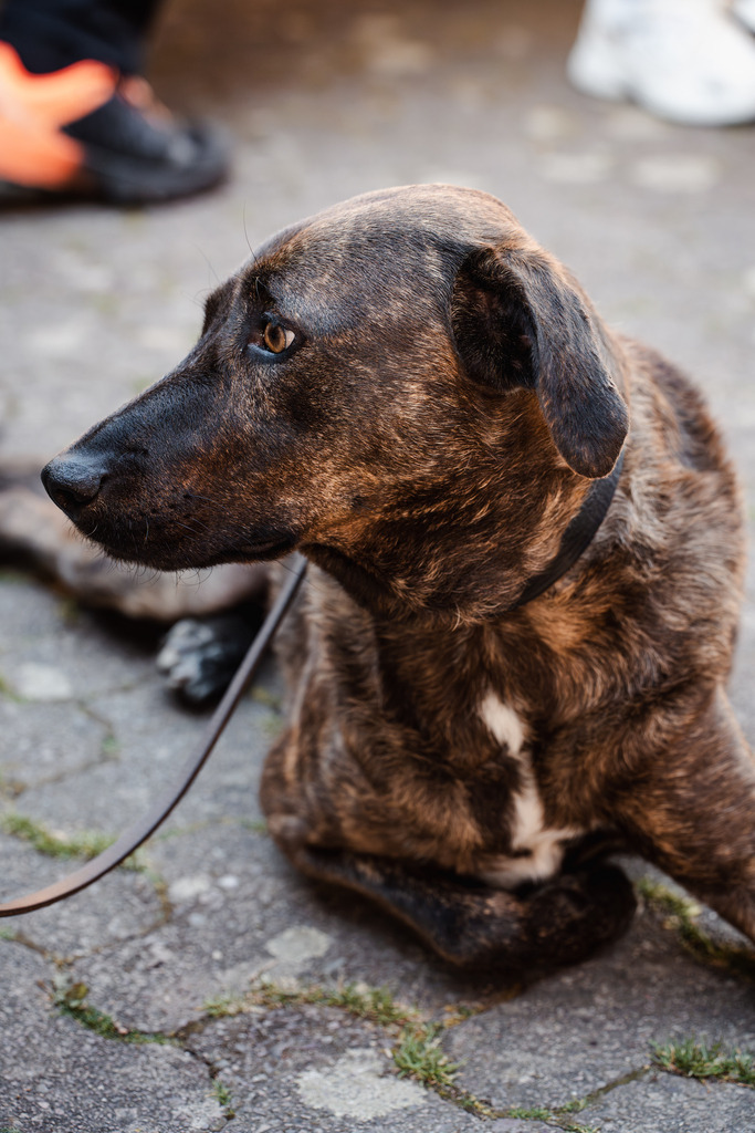 20260426-187 | MuT (Mensch und Tier) mit Mona - Fotografie und Tierkommunikation - Realisiert mit Pictrs.com