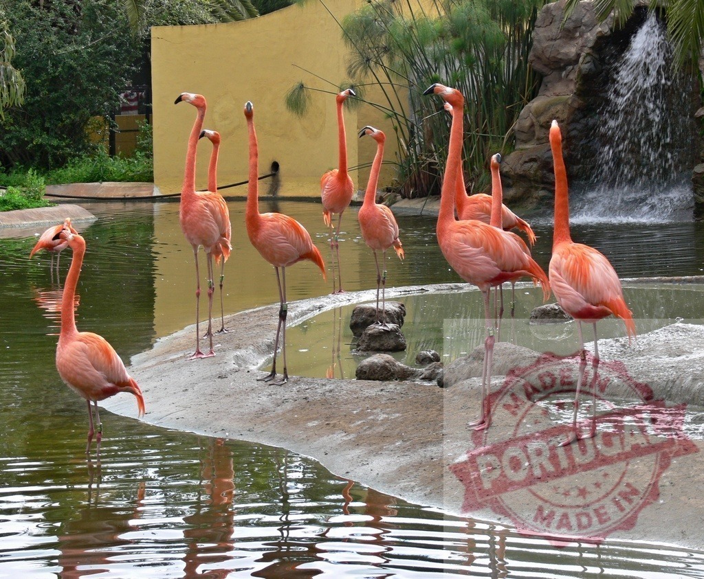 Pink flamingos standing in water near waterfall and pond | Flamingos wading and standing on a small island in a zoo habitat with a waterfall - Realized with Pictrs.com