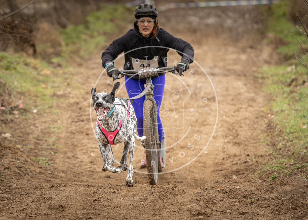 DV3A1288 | Hundefotografie, Tierfotograf, Pfotenfotografie, Fotoshooting Hund, Hunde Portrait, Hundesport, Hundeportraits, Heideshooting, Hunde, Sportfotograf, Hundefotograf, Turnierhundsport, THS,  - Realisiert mit Pictrs.com