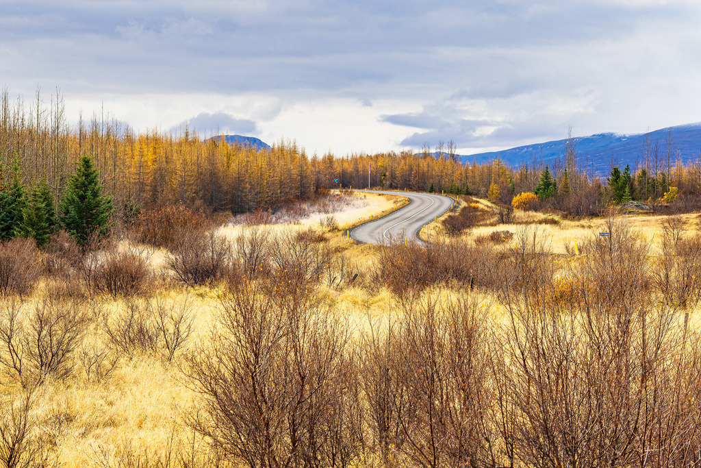 Landschaft mit Straße und Bäumen im Osten von Island | Landschaft mit Straße und Bäumen im Osten von Island.