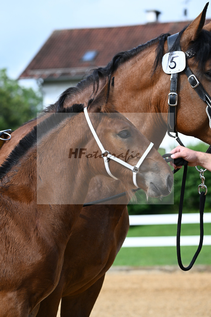 Kat-Nr. 5 Rivaldo x Normativ_Langlechner_27140105 | hf-fotografie - Realisiert mit Pictrs.com