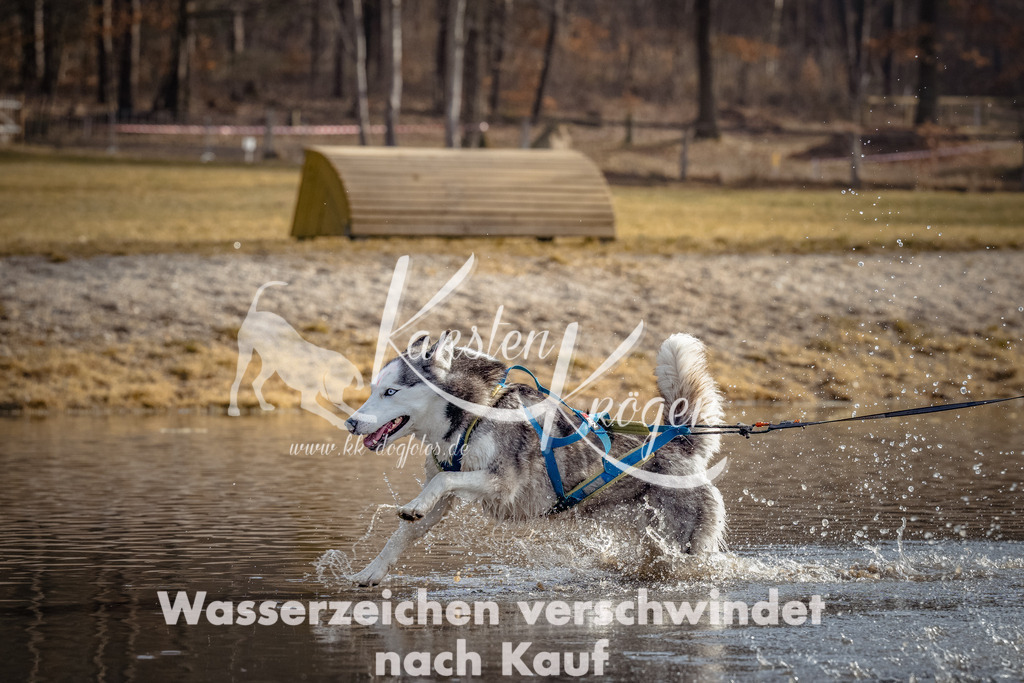 0948_ZZ93841-Bearbeitet | kk-dogfotos