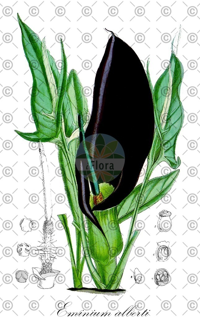 HistAbb_wfo-0000948539_1_ENZY_Simple | Historische Abbildung von Eminium alberti - Araceae | Historical Illustration of Eminium alberti - Araceae