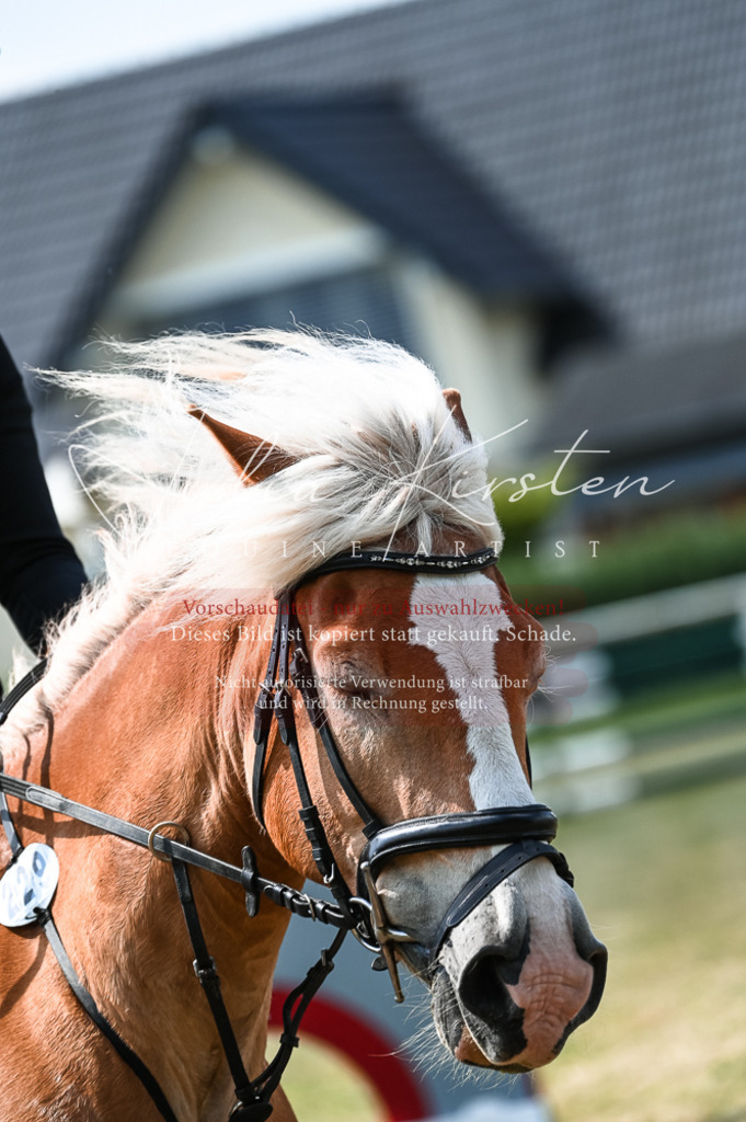 DSC_8740 | Pferde- und Turnierfotografie in Westsachsen. Pferdeportraits, Auftragszeichnungen und intuitive Kunst.