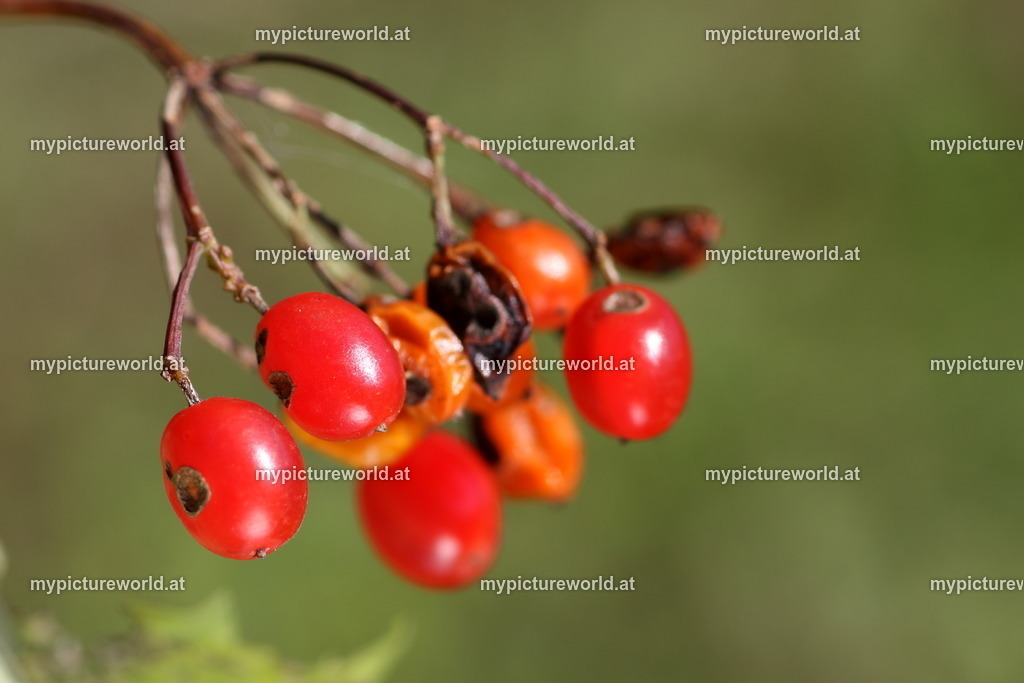 Wasser-Schneeball-031 | Das Bilderarchiv über Tiere, Planzen und Landschaften. In der Bilddatenbank finden Sie ein große Auswahl an hochwertigen Bilder für Ihre Werbung - Realisiert mit Pictrs.com