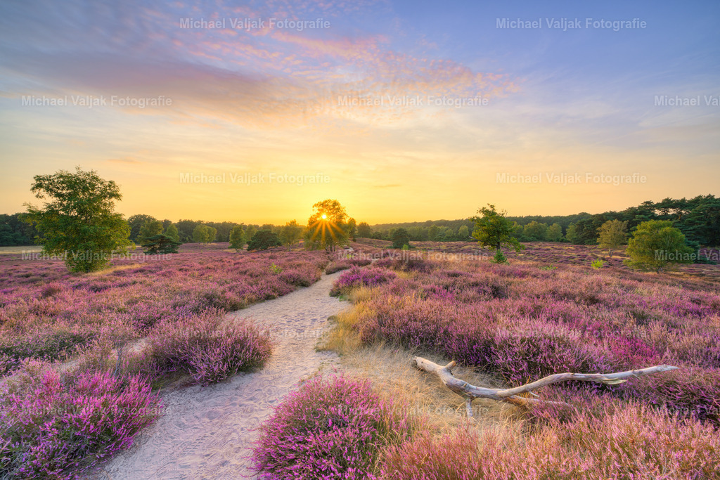Sommerabend in der blühenden Heide | Das Foto zeigt die Westruper Heide in Haltern am See während der Heideblüte im Spätsommer. Die Fläche ist von blühendem Heidekraut bedeckt, durchzogen von einzelnen Wacholdersträuchern und sandigen Wegen. Im Vordergrund liegt ein abgestorbener Ast, der einen natürlichen Kontrast zur sonst lebendigen Vegetation bildet.Die Aufnahme entstand bei Sonnenuntergang, wodurch die Landschaft in warmes Licht getaucht wird. Die Farben sind klar erkennbar: violette Blüten, goldene Lichtreflexe und die Silhouetten der Pflanzen im Gegenlicht. Der abgestorbene Ast fügt sich als Teil des natürlichen Kreislaufs in das Gesamtbild ein. - Realisiert mit Pictrs.com