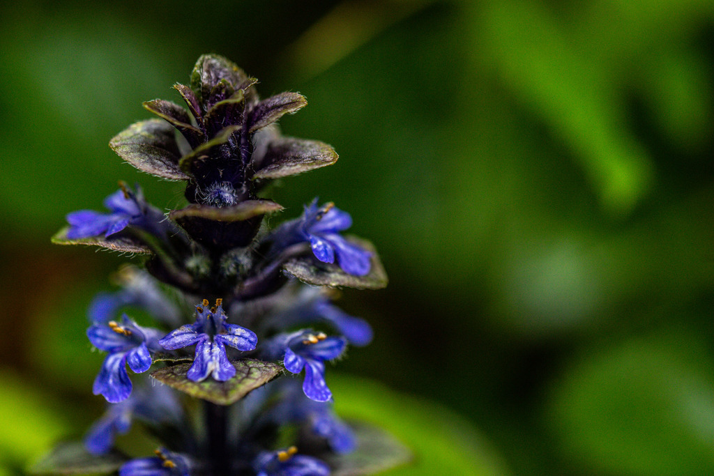 IMG_1137 | ehrlichefotos - Realisiert mit Pictrs.com