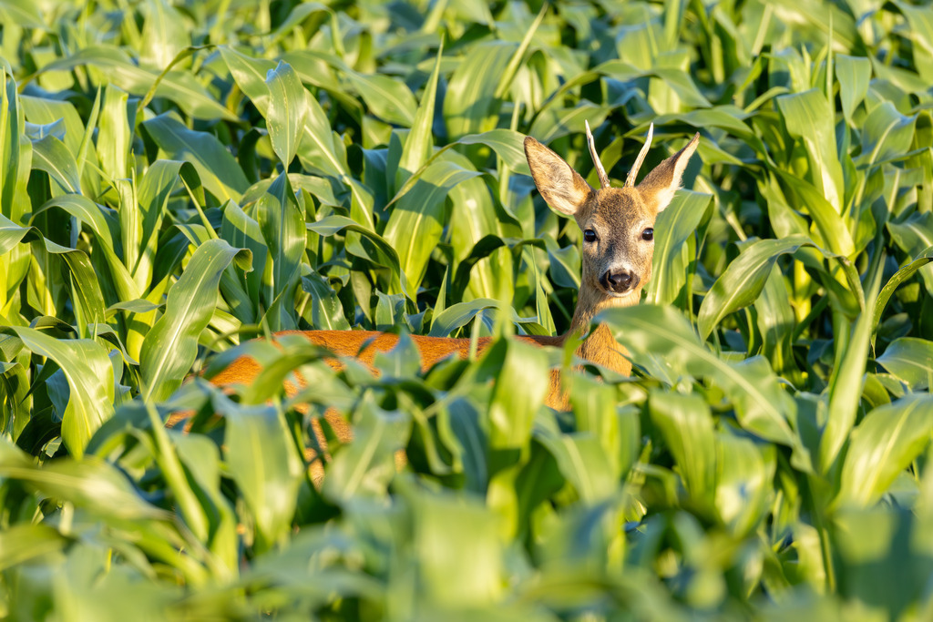 Das Reh | Das Reh (Capreolus capreolus) ist die häufigste und zugleich kleinste Hirschart in Europa und gilt als die am weitesten verbreitete Schalenwildart. Es gehört zur Familie der Hirsche (Cervidae) und bildet zusammen mit Elch und Rentier die Gruppe der Trughirsche. Man unterscheidet das Europäische Reh, das Sibirische Reh und das Mandschurische Reh. Die Tiere sind von graziler, schlanker Statur. Ein ausgewachsenes Reh erreicht eine Schulterhöhe von etwa 60 bis 80 Zentimetern und ein Gewicht zwischen 15 und 30 Kilogramm. Das Männchen wird als Rehbock, das Weibchen als Ricke oder Geiß bezeichnet. Die Jungen sind die Kitze. - Realisiert mit Pictrs.com