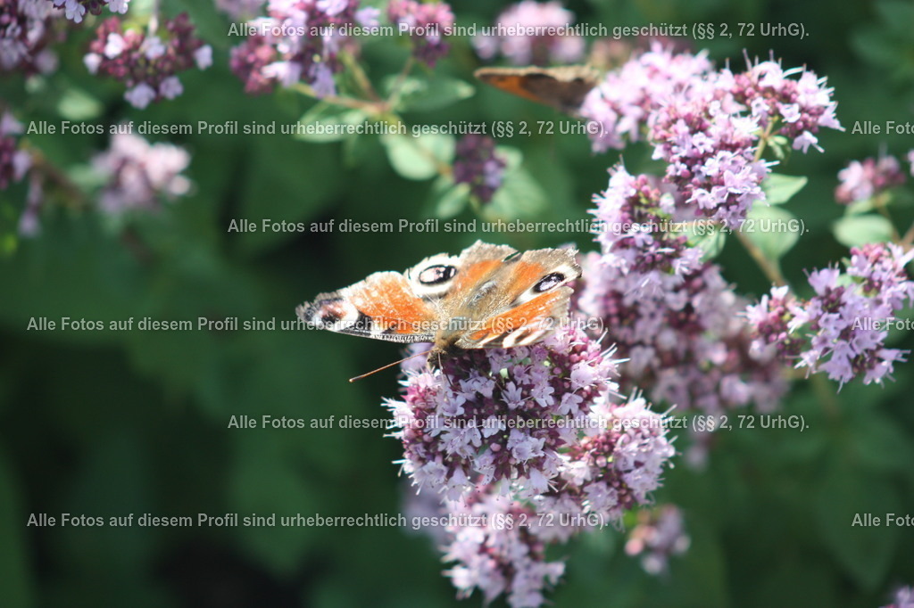 IMG_1740 | krollfotografie - Realisiert mit Pictrs.com